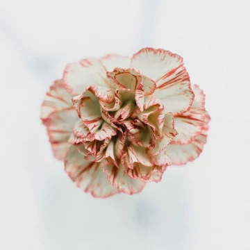 Carnation Flower
